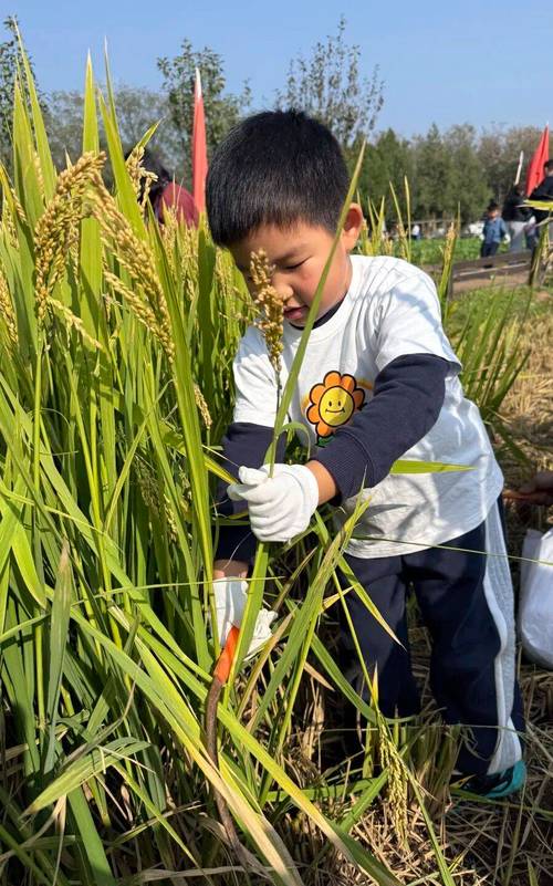 同学一起去秋游的好处